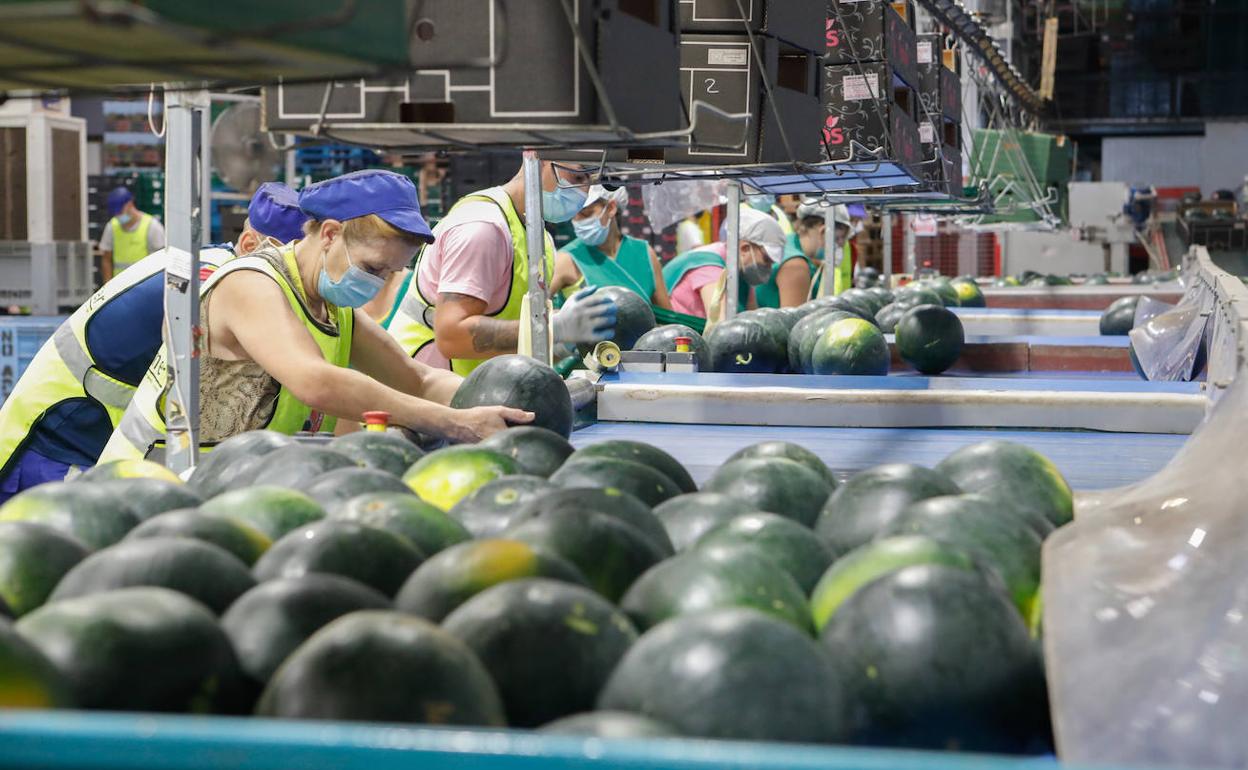 Trabajadores en Alimer, Lorca.