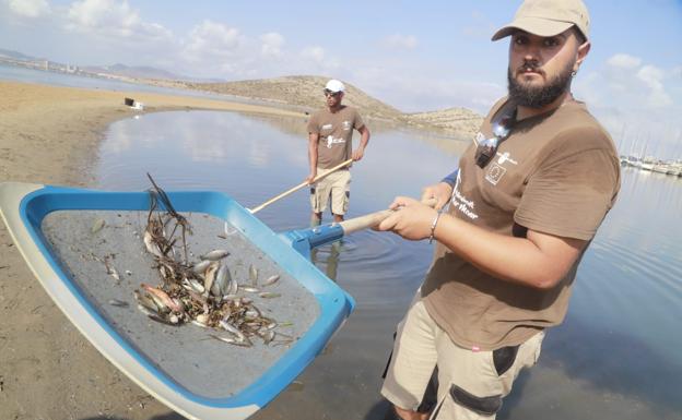 Dos operarios retirando restos de peces, este jueves, en la playa de Isla del Ciervo.