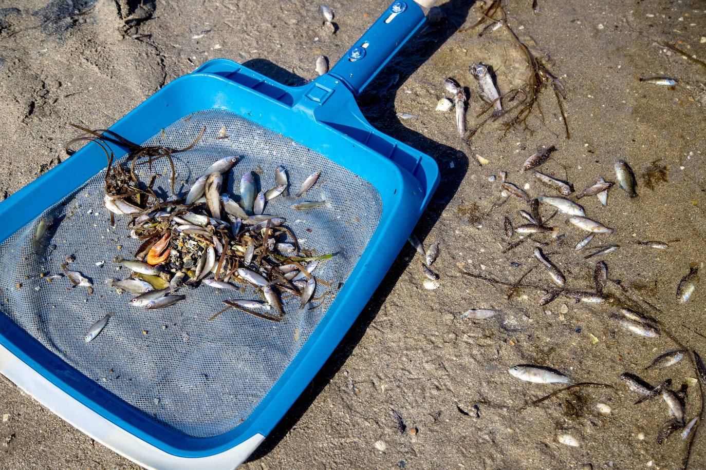 Fotos: Limpieza de peces muertos en la playa de la Isla del Ciervo