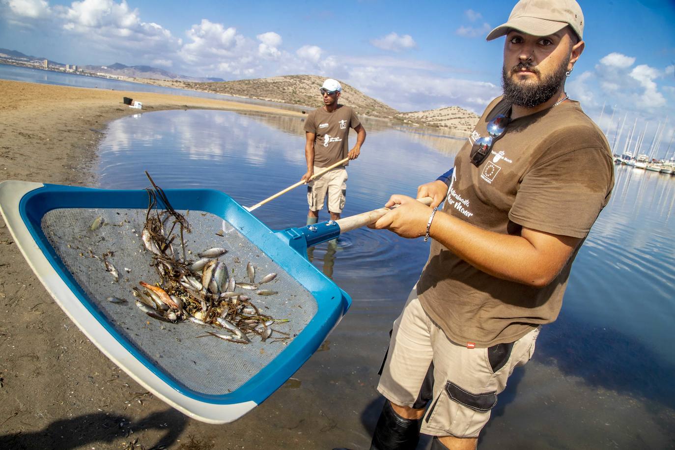 Fotos: Limpieza de peces muertos en la playa de la Isla del Ciervo