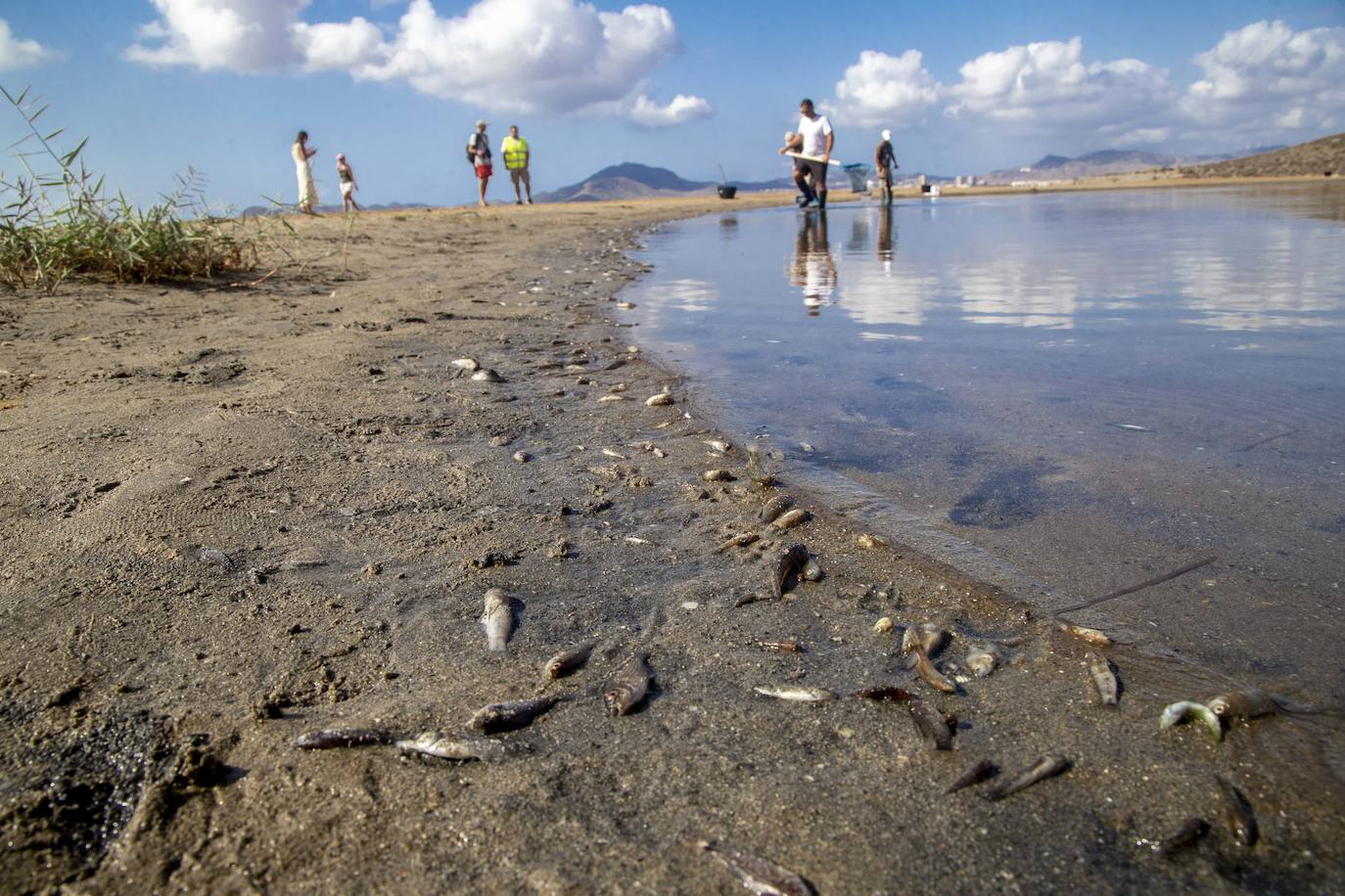 Fotos: Limpieza de peces muertos en la playa de la Isla del Ciervo