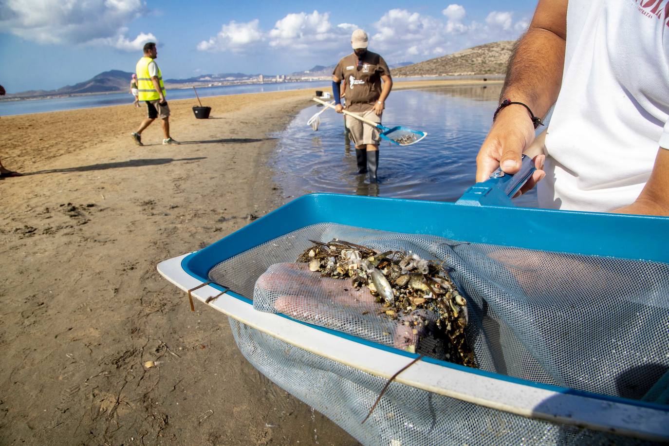 Fotos: Limpieza de peces muertos en la playa de la Isla del Ciervo