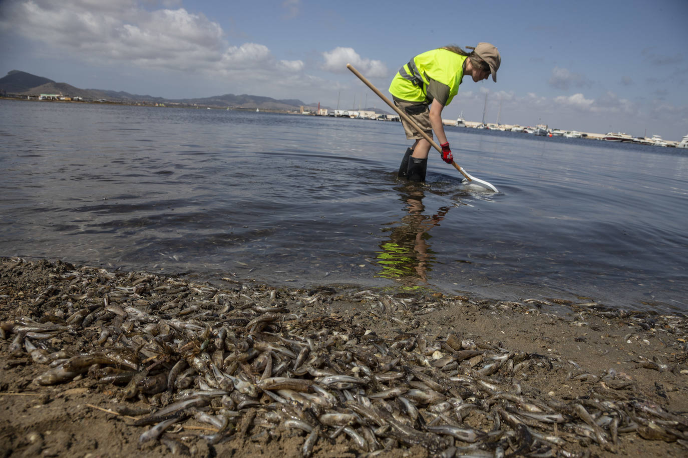 Fotos: Hallan por quinto día consecutivo peces muertos en varias playas de La Manga
