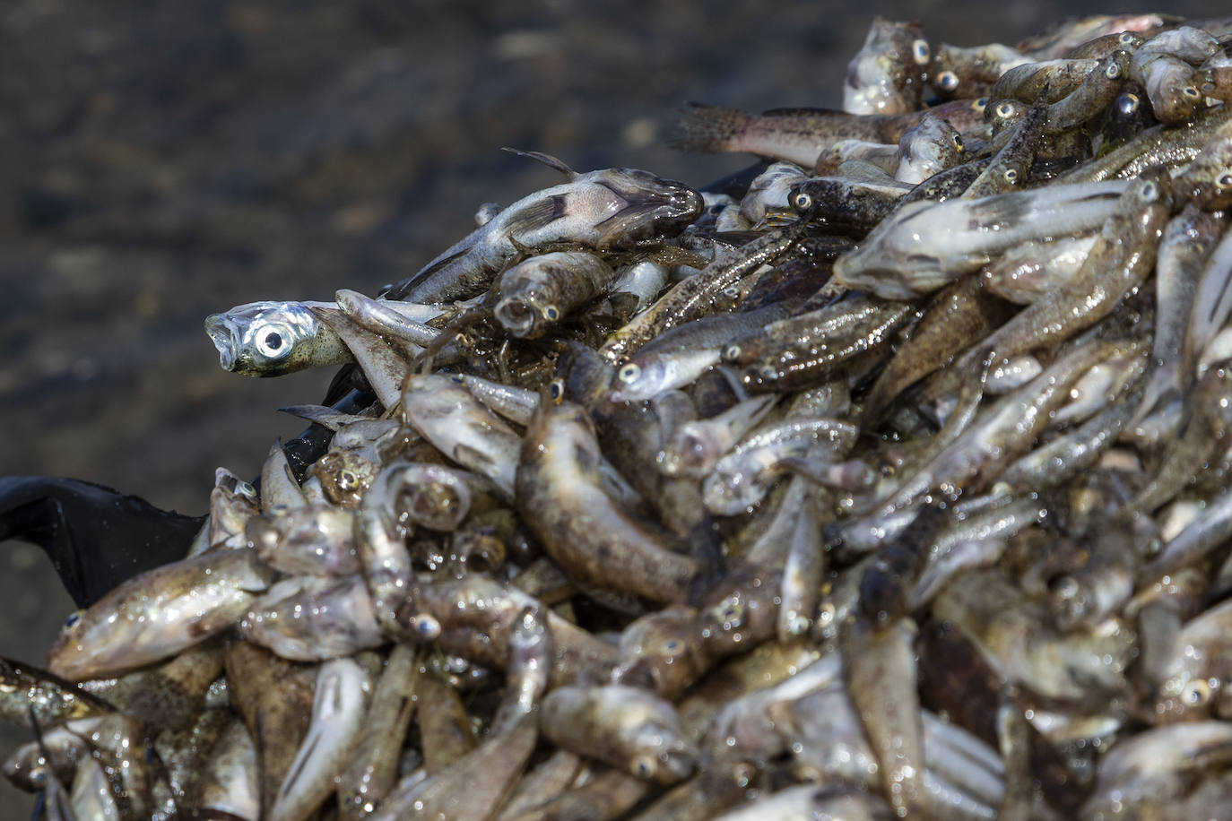 Fotos: Hallan por quinto día consecutivo peces muertos en varias playas de La Manga