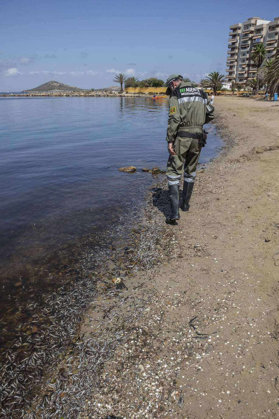 Fotos: Hallan por quinto día consecutivo peces muertos en varias playas de La Manga