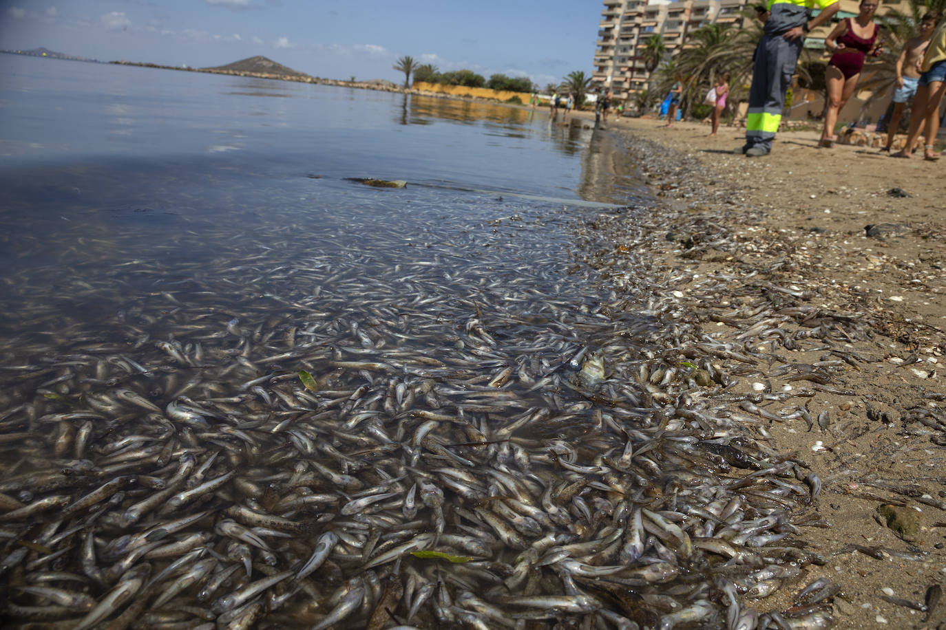 Fotos: Hallan por quinto día consecutivo peces muertos en varias playas de La Manga