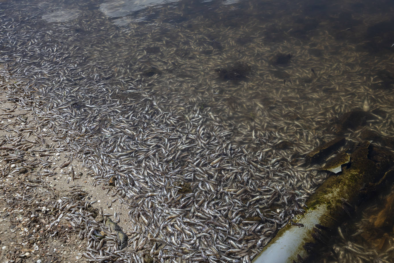 Fotos: Hallan por quinto día consecutivo peces muertos en varias playas de La Manga