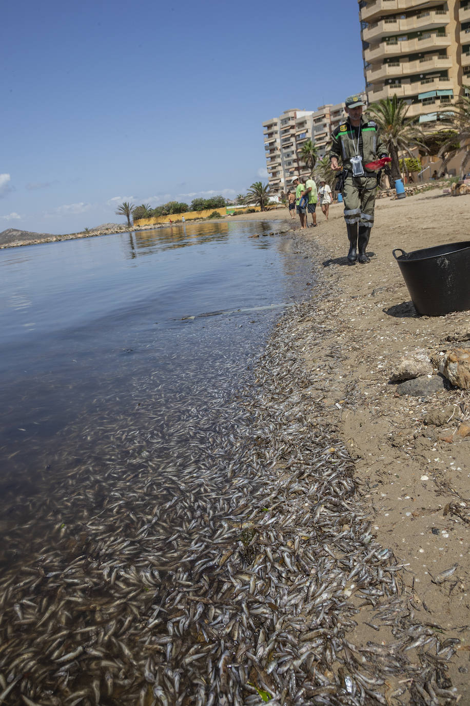 Fotos: Hallan por quinto día consecutivo peces muertos en varias playas de La Manga
