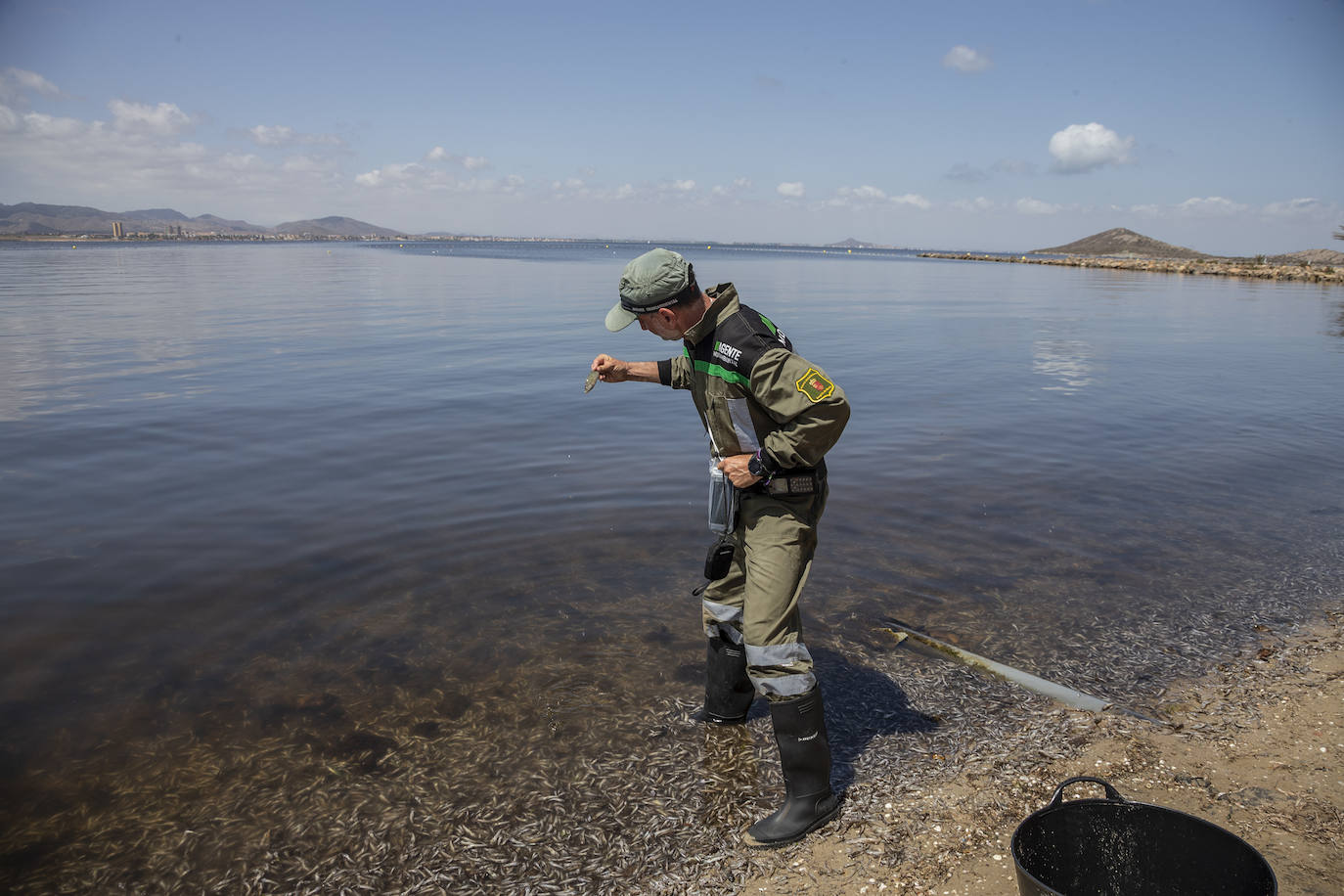 Fotos: Hallan por quinto día consecutivo peces muertos en varias playas de La Manga