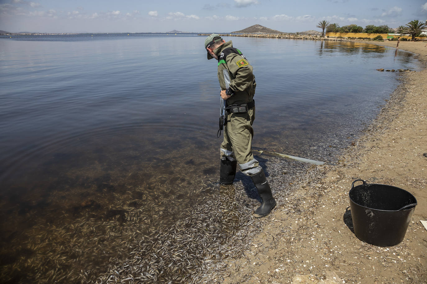 Fotos: Hallan por quinto día consecutivo peces muertos en varias playas de La Manga