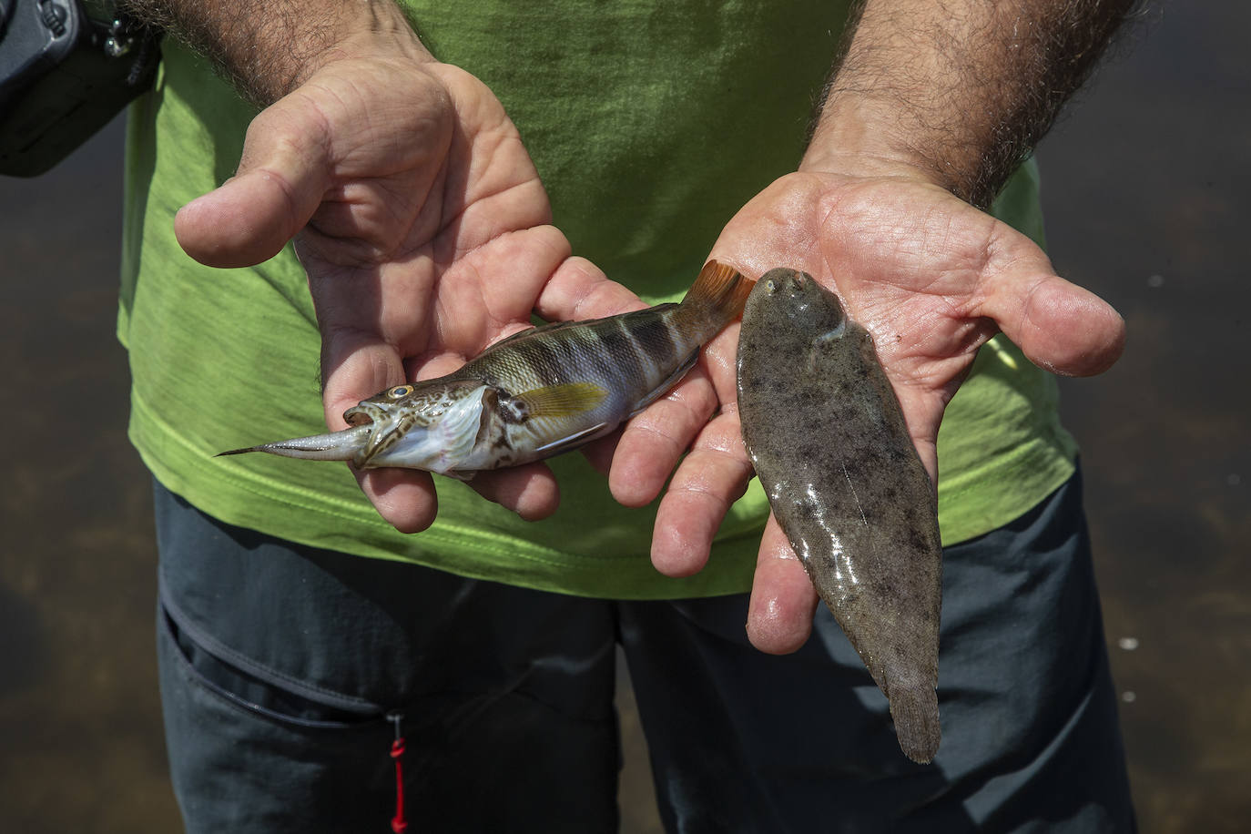Fotos: Hallan por quinto día consecutivo peces muertos en varias playas de La Manga