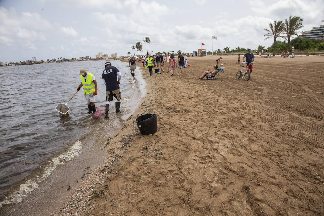 Fotos: Cierran de nuevo las playas cartageneras de La Manga por la aparición de más peces muertos por sexto día en el Mar Menor