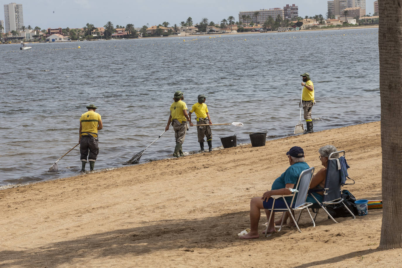 Fotos: Cierran de nuevo las playas cartageneras de La Manga por la aparición de más peces muertos por sexto día en el Mar Menor