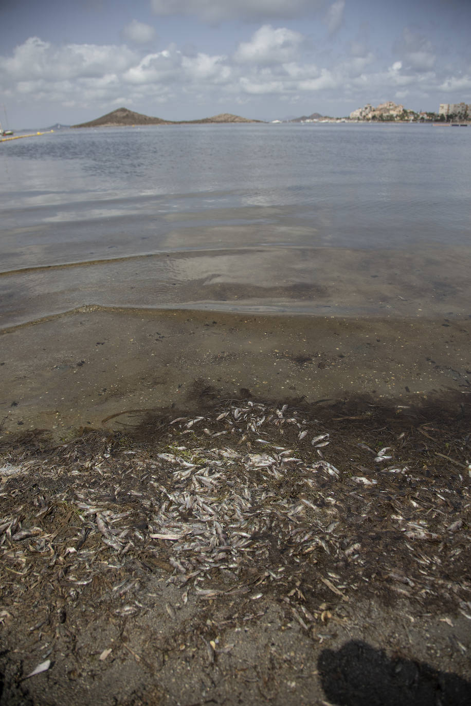 Fotos: Cierran de nuevo las playas cartageneras de La Manga por la aparición de más peces muertos por sexto día en el Mar Menor