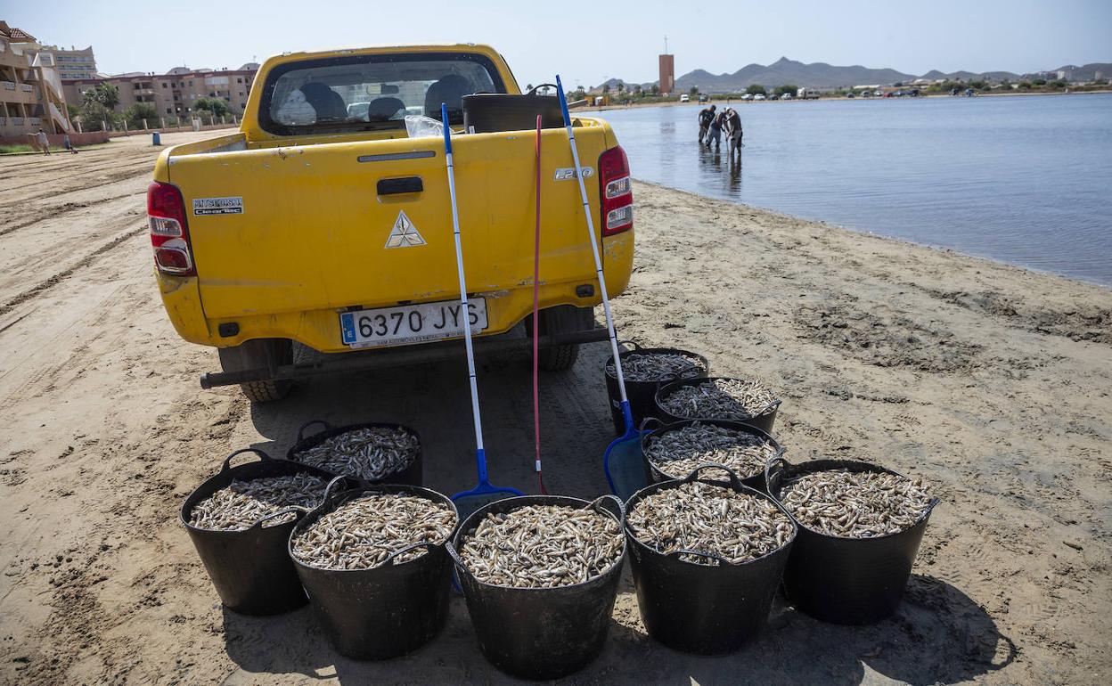Un vehículo de Medio Ambiente, este viernes, rodeado por nueve capazos repletos de peces muertos.