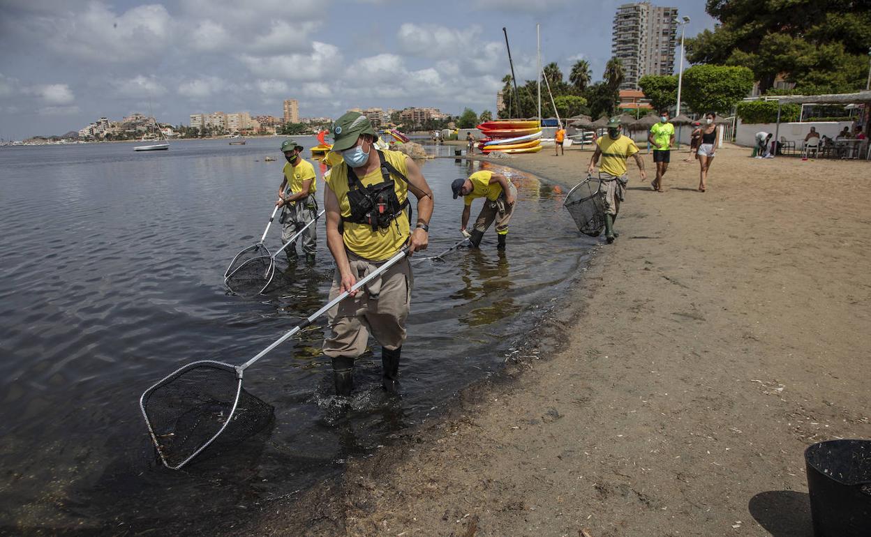 Recogida de restos de peces muertos, este sábado en La Manga.