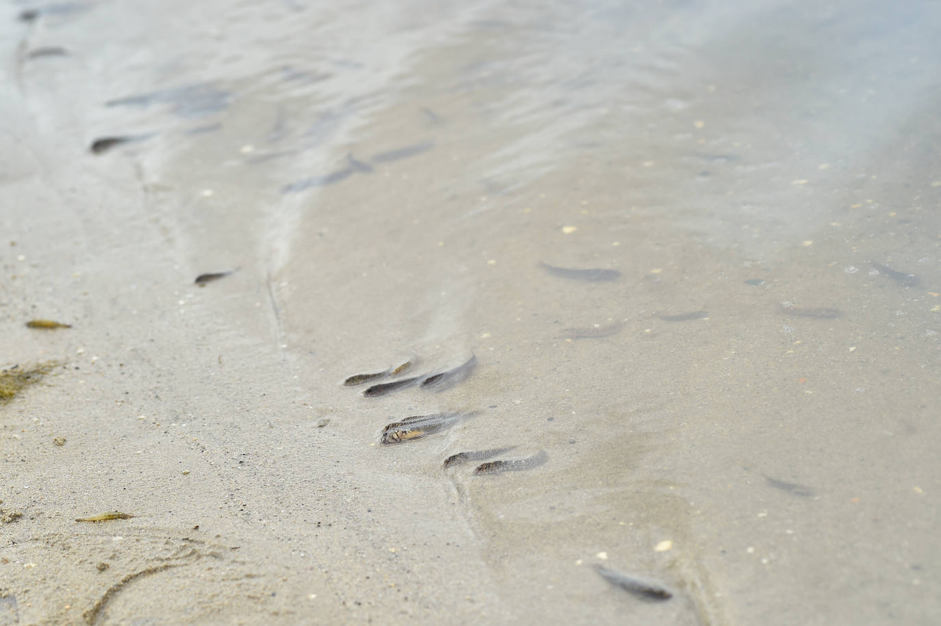 Fotos: Nuevo cierre de playas al cumplirse una semana con peces muertos en el Mar Menor