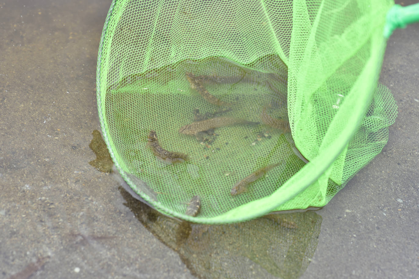 Fotos: Nuevo cierre de playas al cumplirse una semana con peces muertos en el Mar Menor