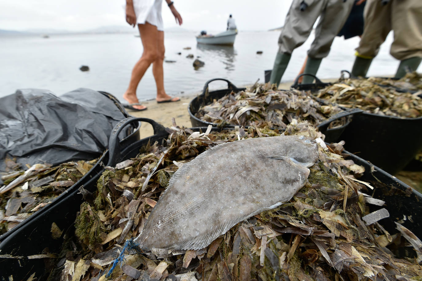 Fotos: Nuevo cierre de playas al cumplirse una semana con peces muertos en el Mar Menor