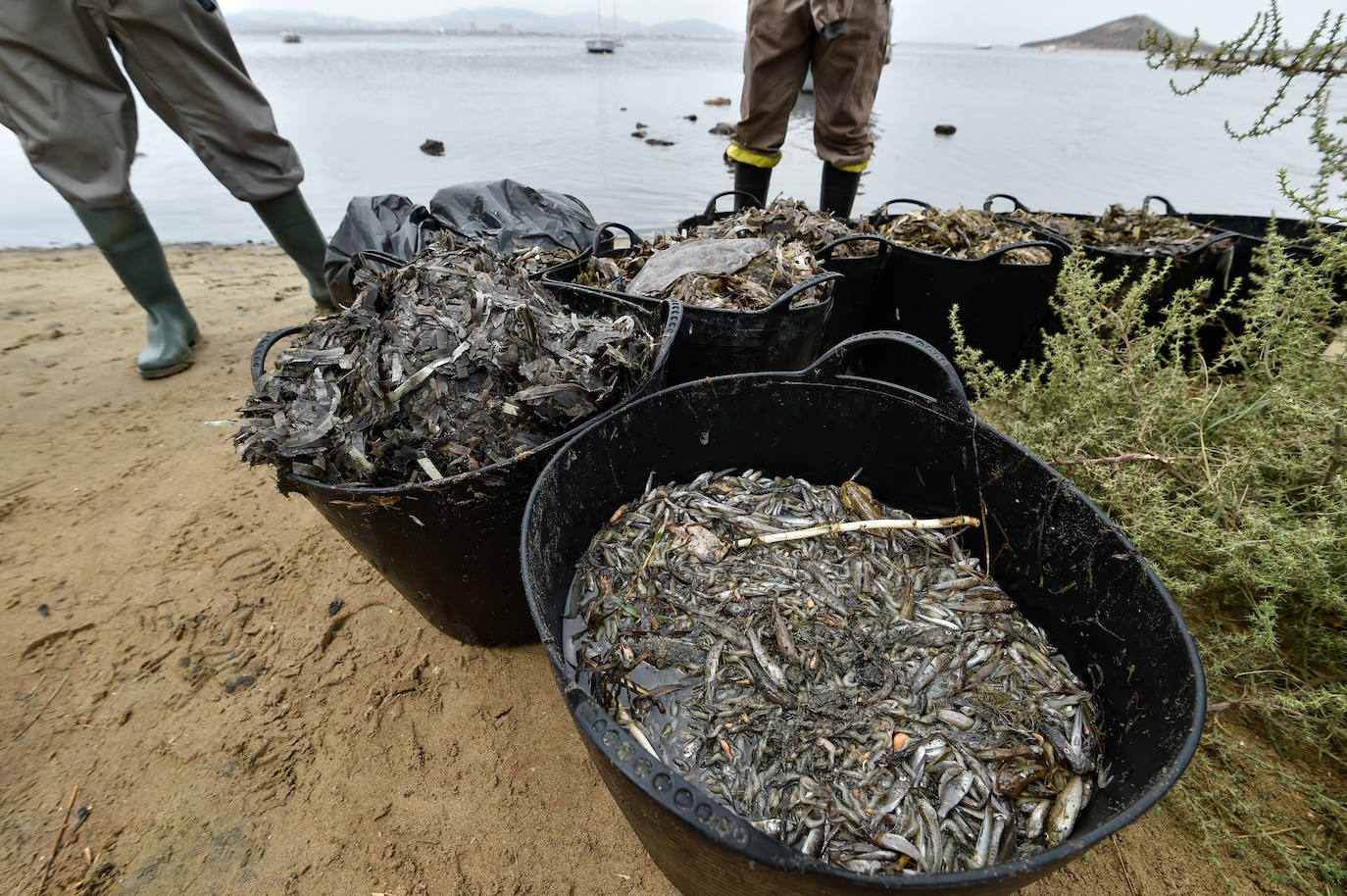 Fotos: Nuevo cierre de playas al cumplirse una semana con peces muertos en el Mar Menor