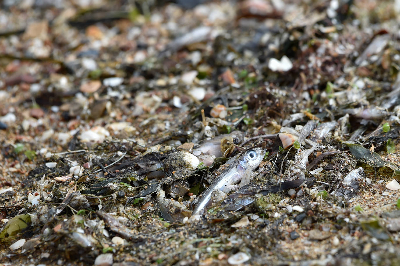 Fotos: Nuevo cierre de playas al cumplirse una semana con peces muertos en el Mar Menor
