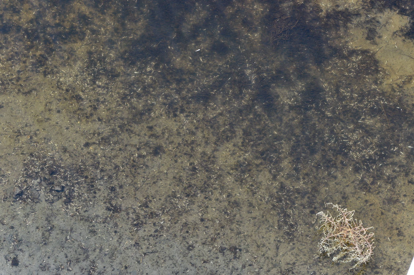 Fotos: Nuevo cierre de playas al cumplirse una semana con peces muertos en el Mar Menor