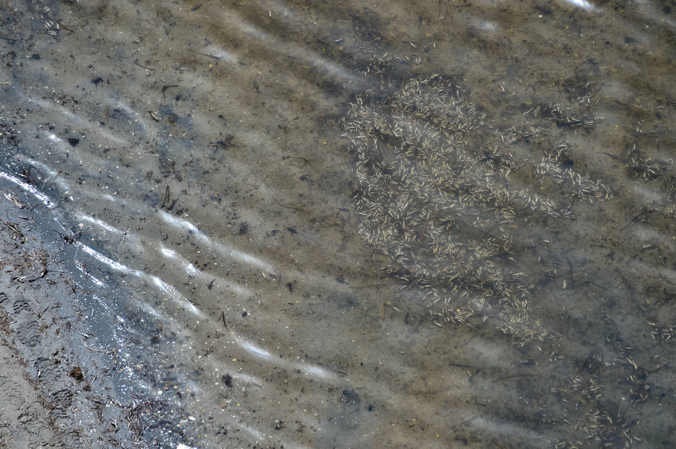 Fotos: Nuevo cierre de playas al cumplirse una semana con peces muertos en el Mar Menor