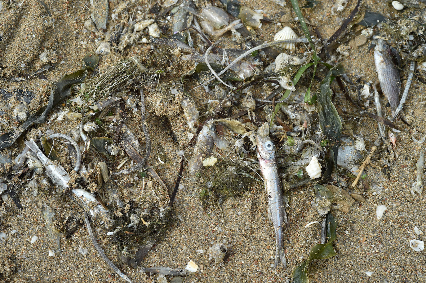 Fotos: Nuevo cierre de playas al cumplirse una semana con peces muertos en el Mar Menor