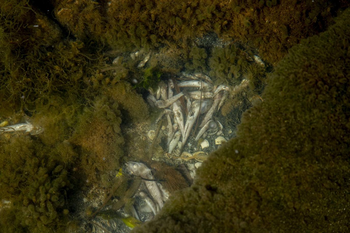 Fotos: La semana empieza con más peces muertos en el Mar Menor, hoy en la zona norte de La Manga