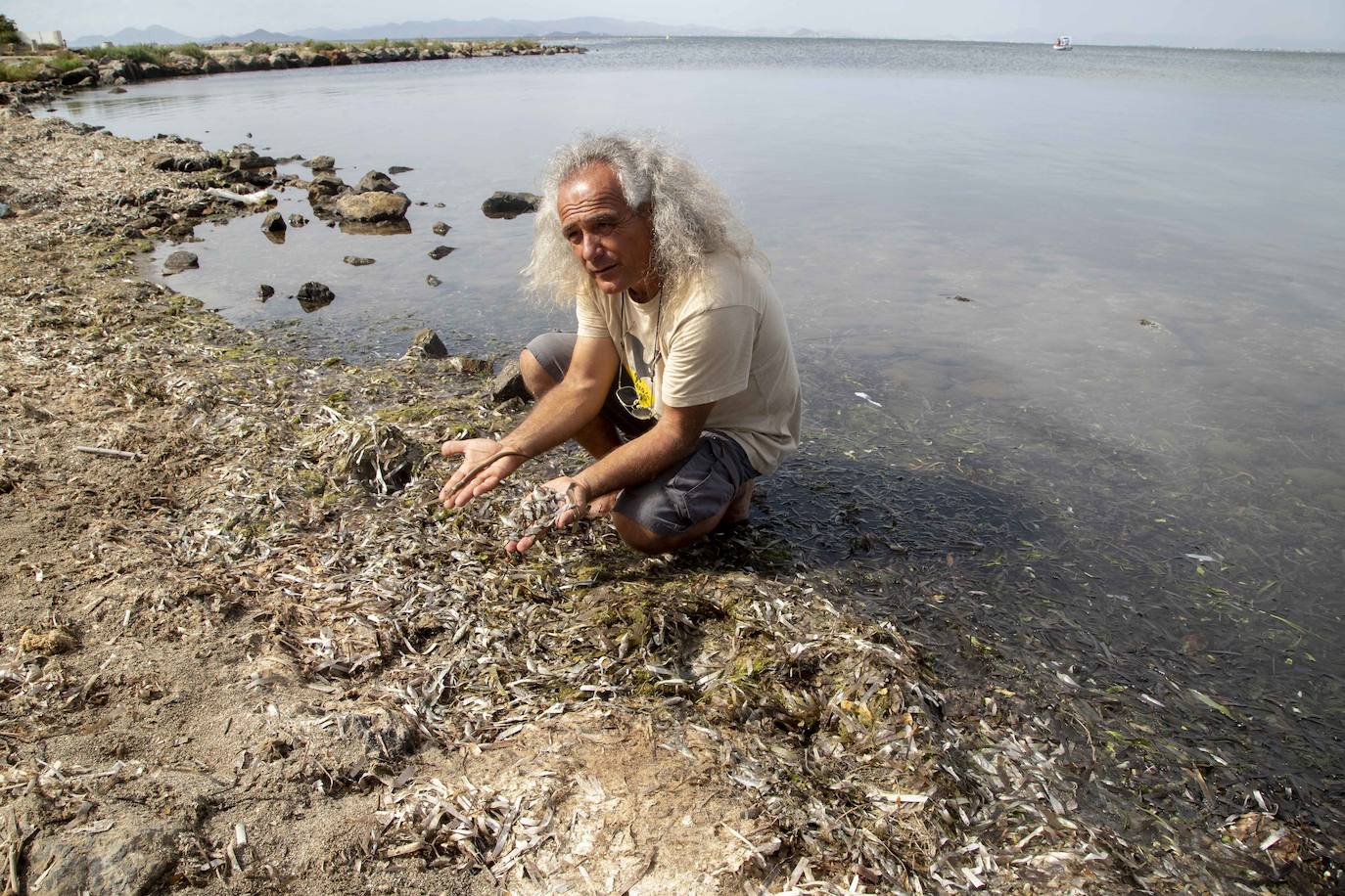 Fotos: La semana empieza con más peces muertos en el Mar Menor, hoy en la zona norte de La Manga