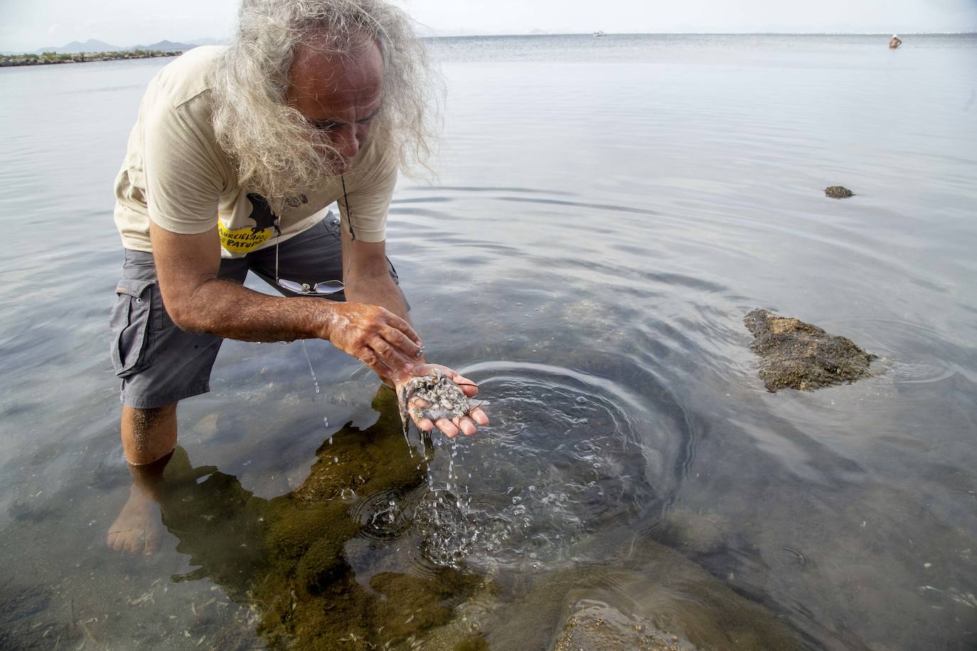 Fotos: La semana empieza con más peces muertos en el Mar Menor, hoy en la zona norte de La Manga