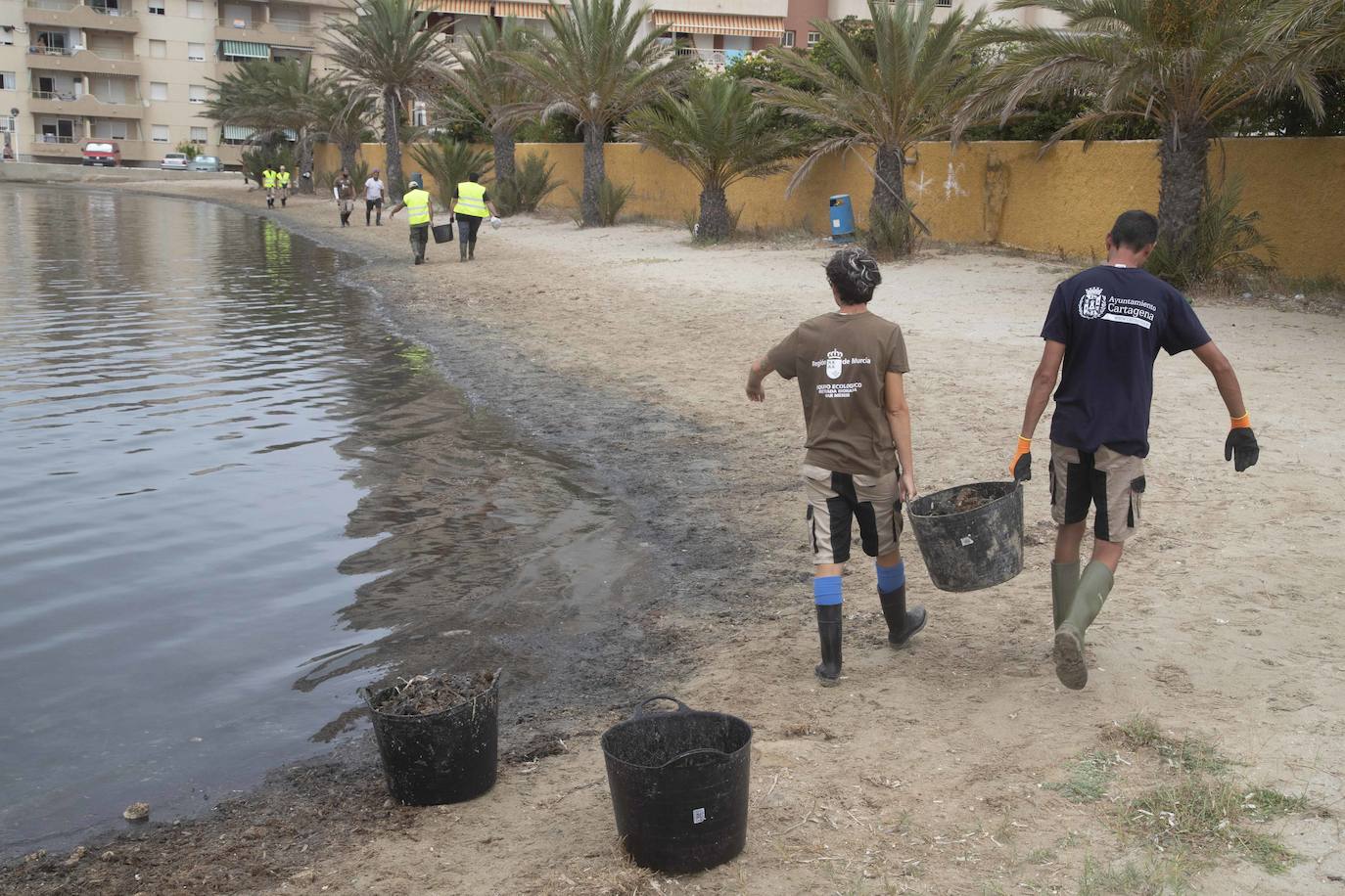 Fotos: La semana empieza con más peces muertos en el Mar Menor, hoy en la zona norte de La Manga