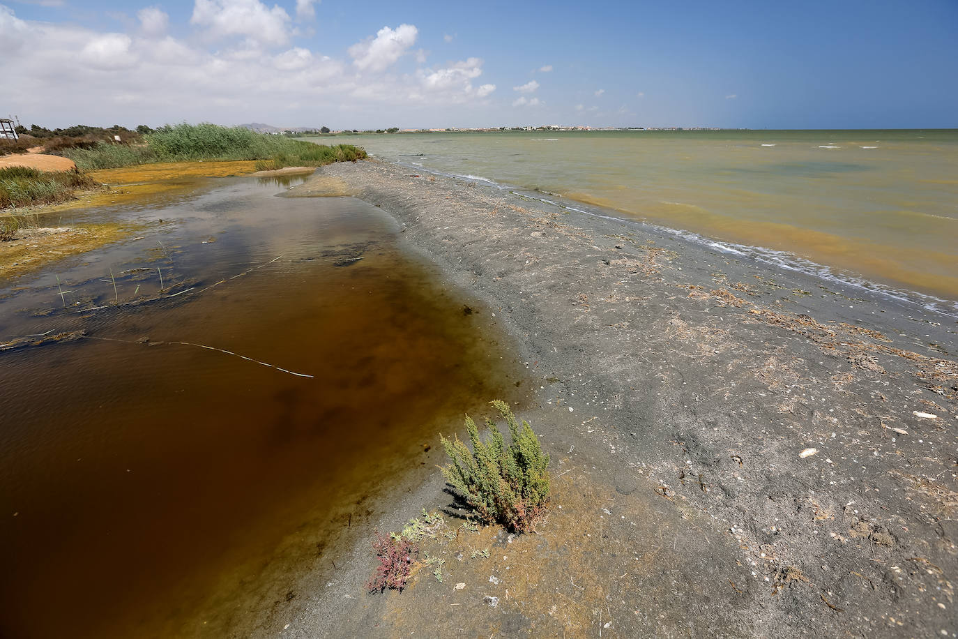 Fotos: Estado del Mar Menor durante el nuevo episodio de mortandad de peces