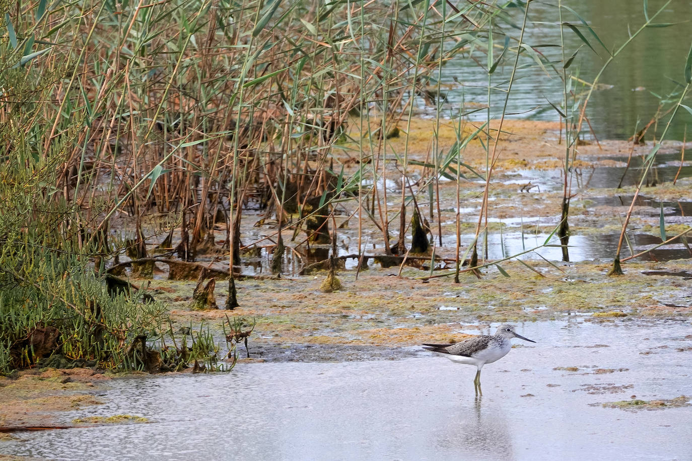 Fotos: Estado del Mar Menor durante el nuevo episodio de mortandad de peces