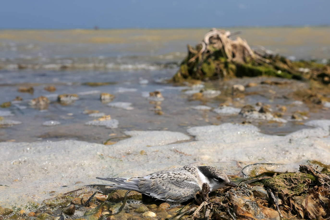 Fotos: Estado del Mar Menor durante el nuevo episodio de mortandad de peces