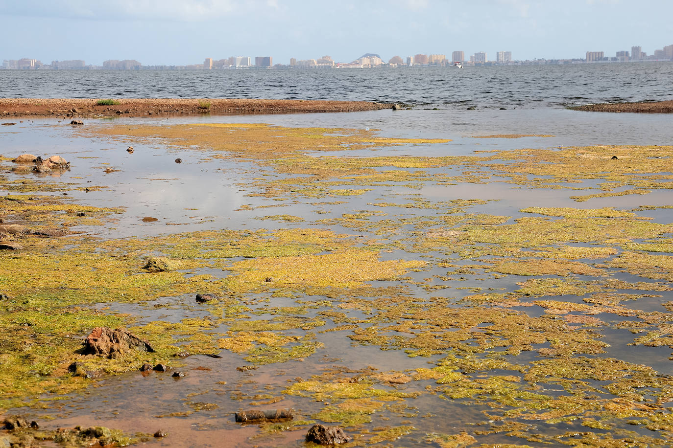 Fotos: Estado del Mar Menor durante el nuevo episodio de mortandad de peces
