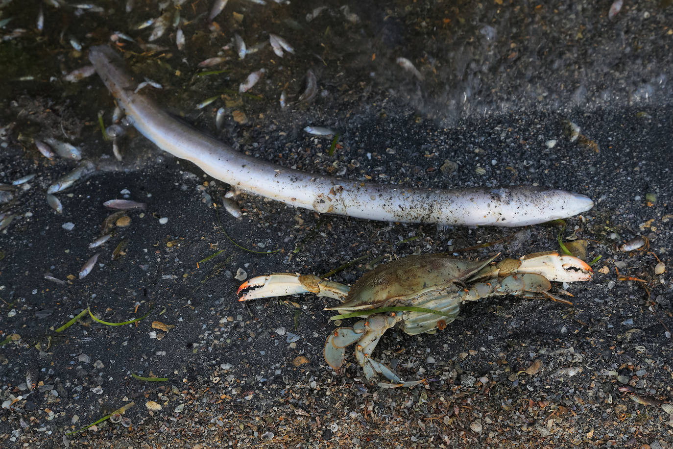 Fotos: Estado del Mar Menor durante el nuevo episodio de mortandad de peces