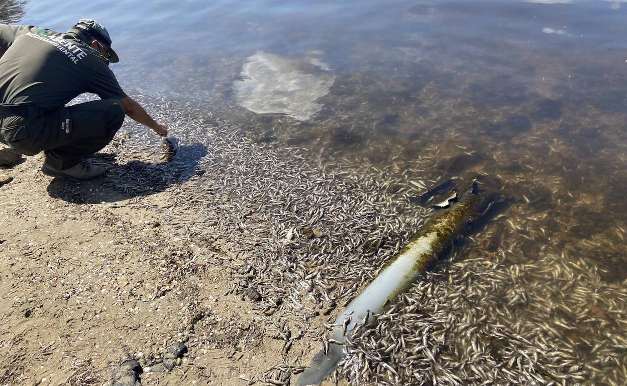 Restos de peces encontrados en La Isleta. 