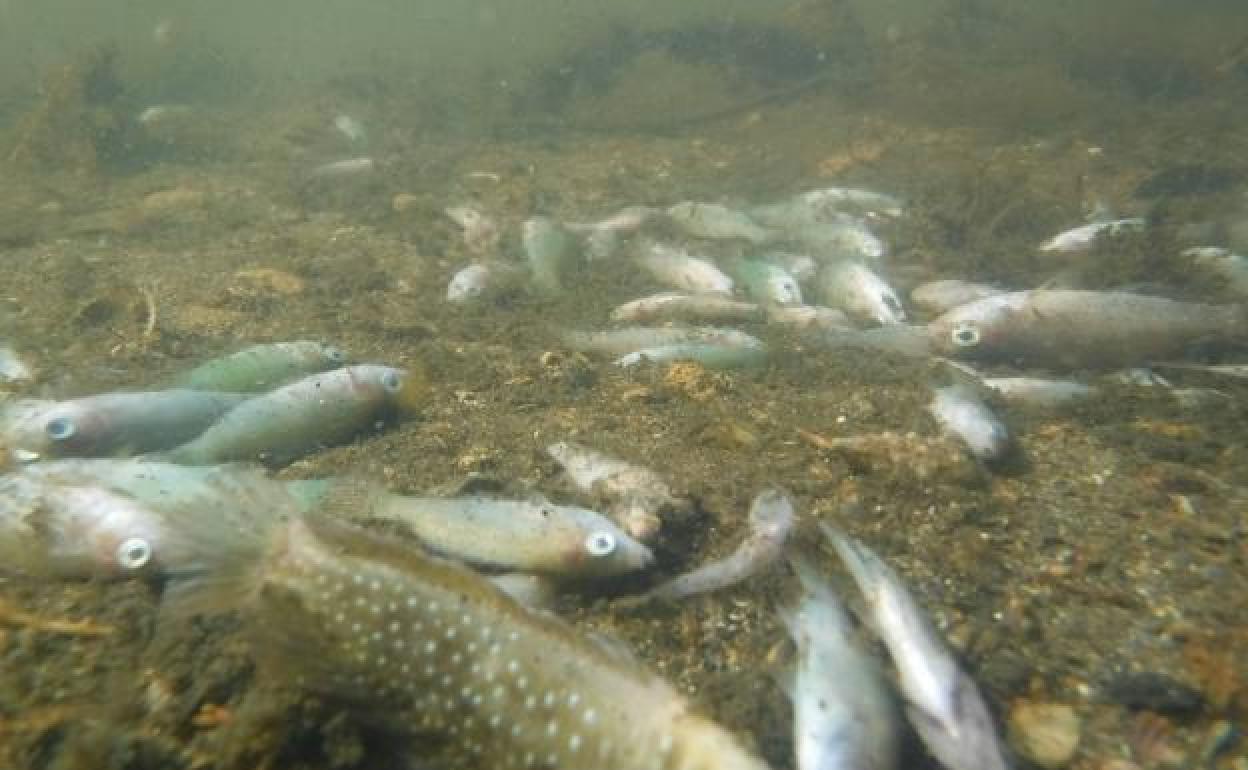 Peces muertos en el fondo del Mar Menor.