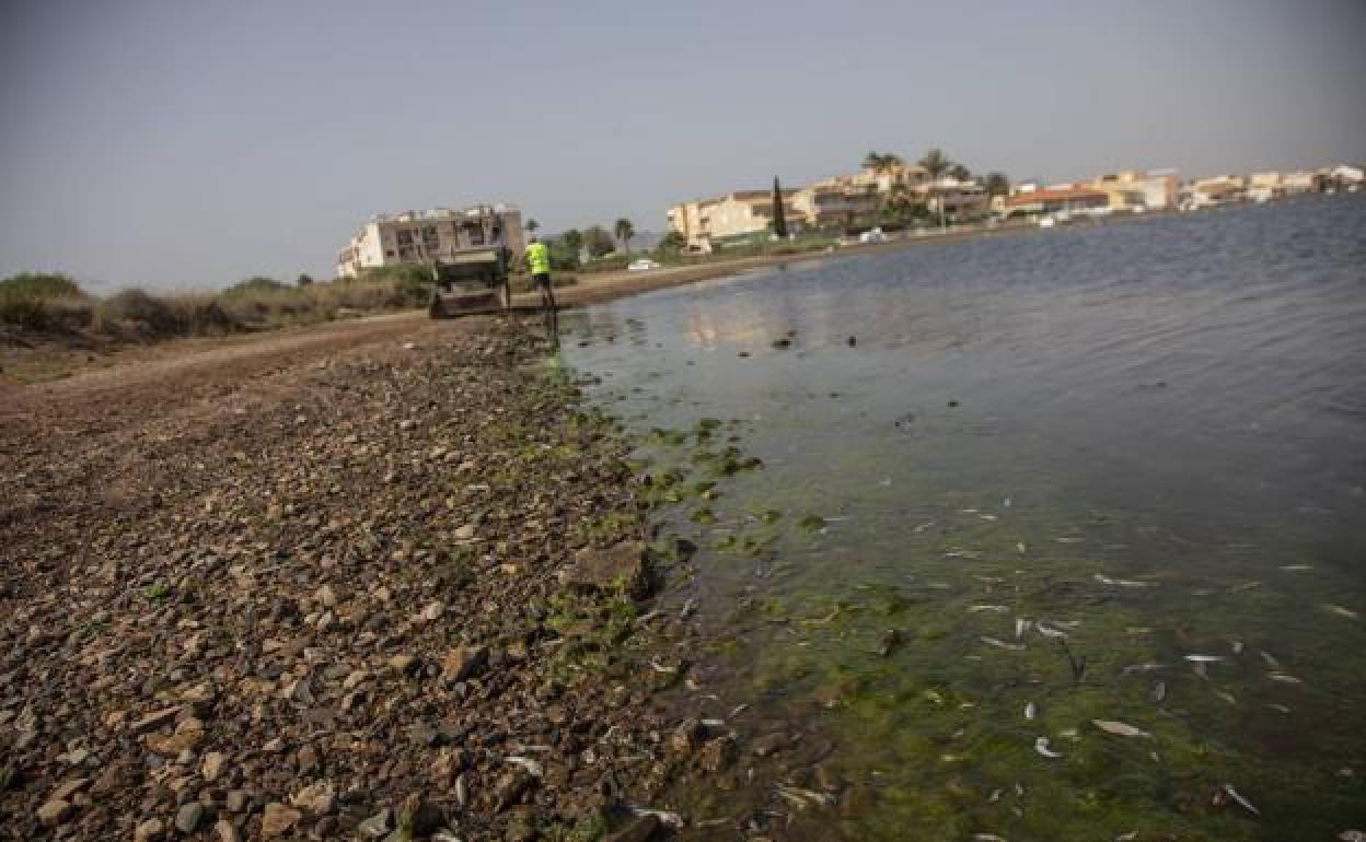 Peces muertos en el Mar Menor, la semana pasada. 