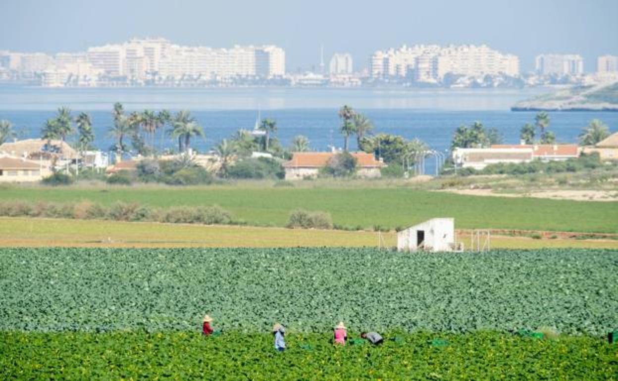 Cultivos de regadío junto al Mar Menor. 