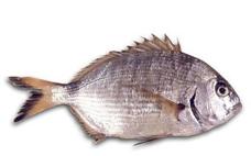 Diplodus sargus