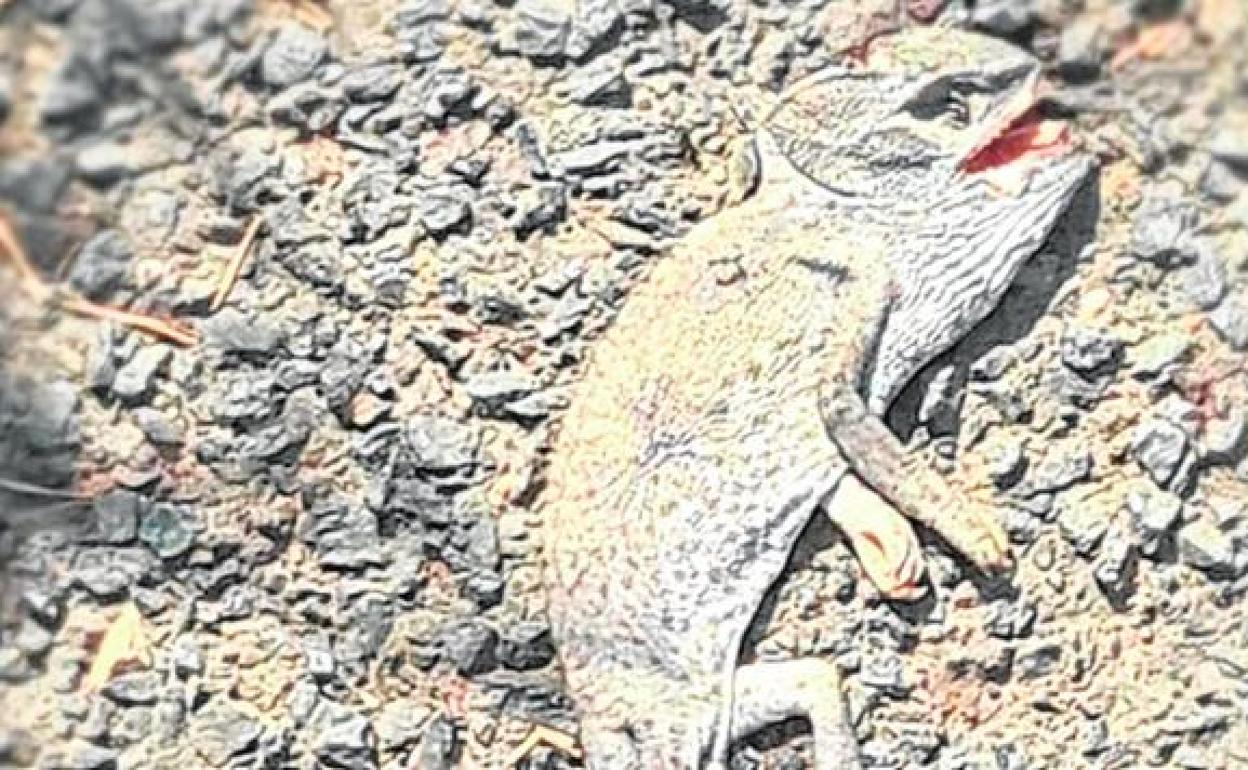 Uno de los animales atropellados la semana pasada en Cabo Tiñoso.