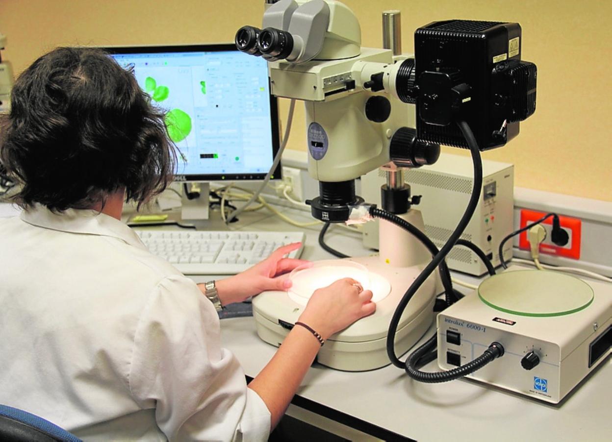 Investigadora en las dependecias de la UMH. 