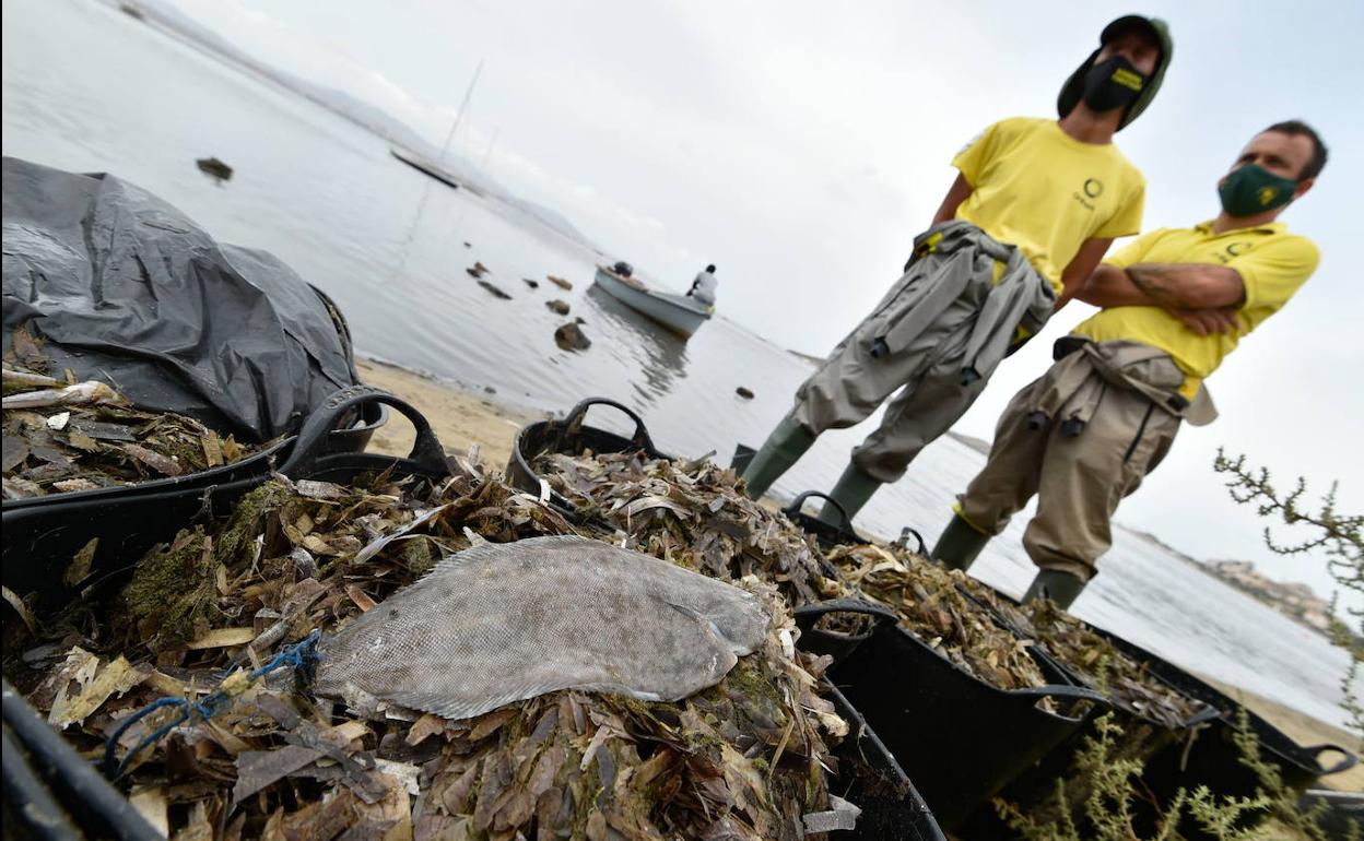 Cubos llenos de peces muertos a orillas del Mar Menor, el pasado mes de agosto.