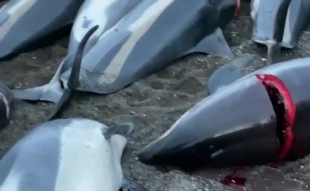 Delfines cazados por un grupo de pescadores en las Islas Feroe.