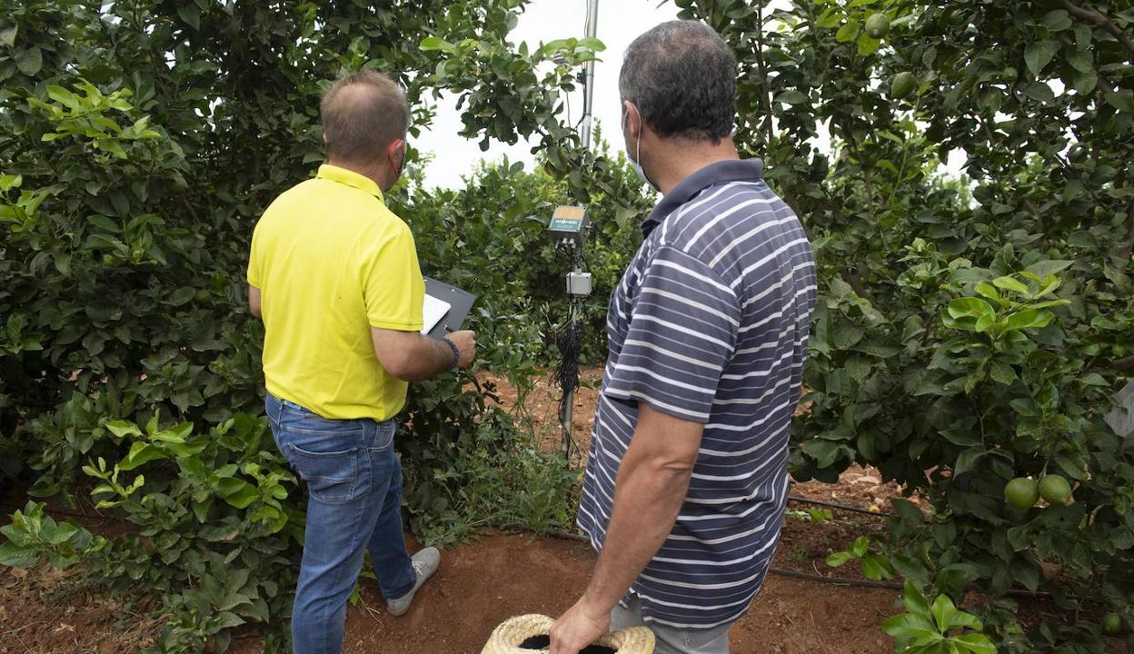 Un inspector de la Consejería y un agricultor, ayer, durante la inspección de una finca en Los Nietos. 