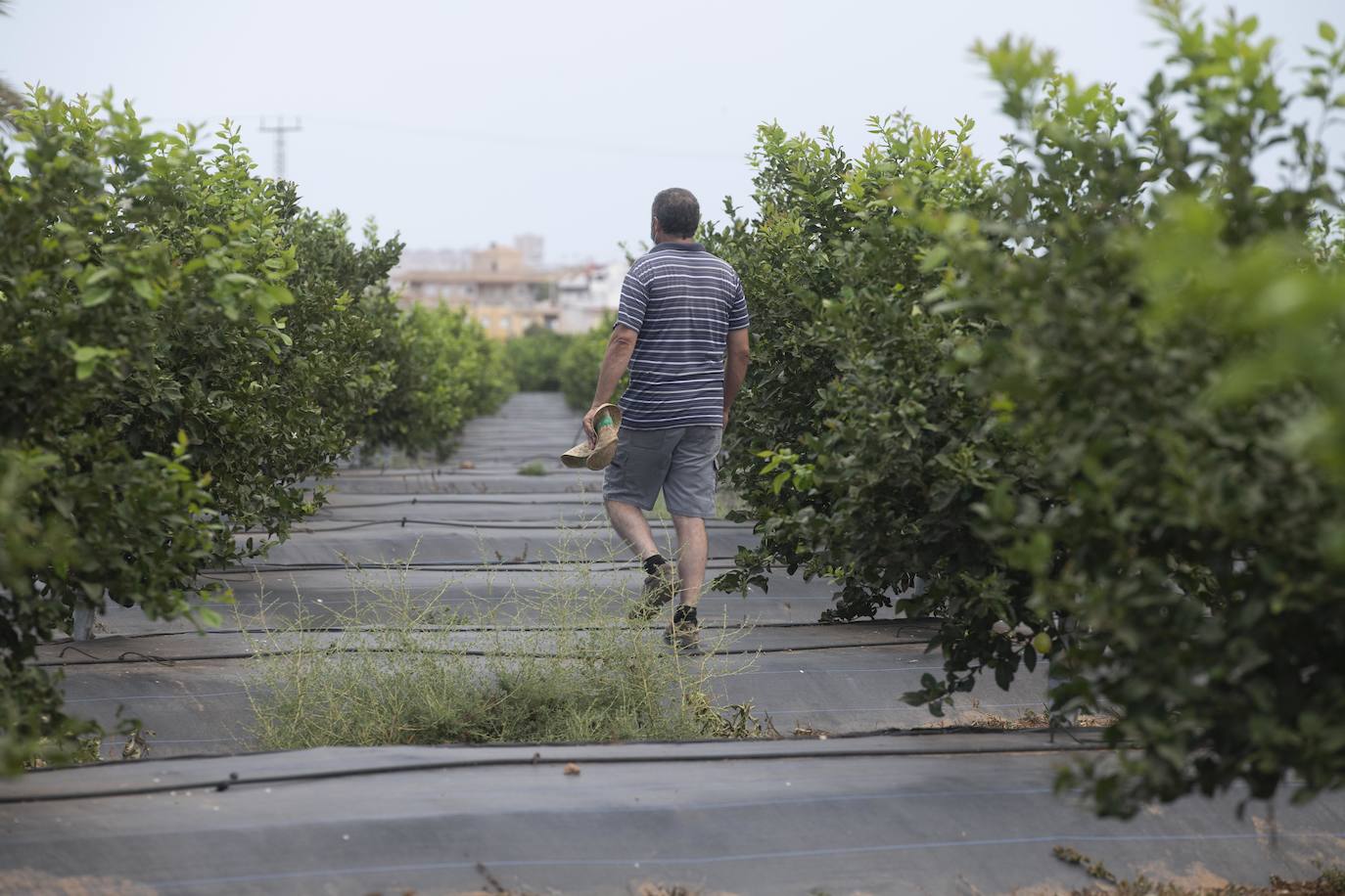 Fotos: Cultivos bajo control en la zona del Mar Menor