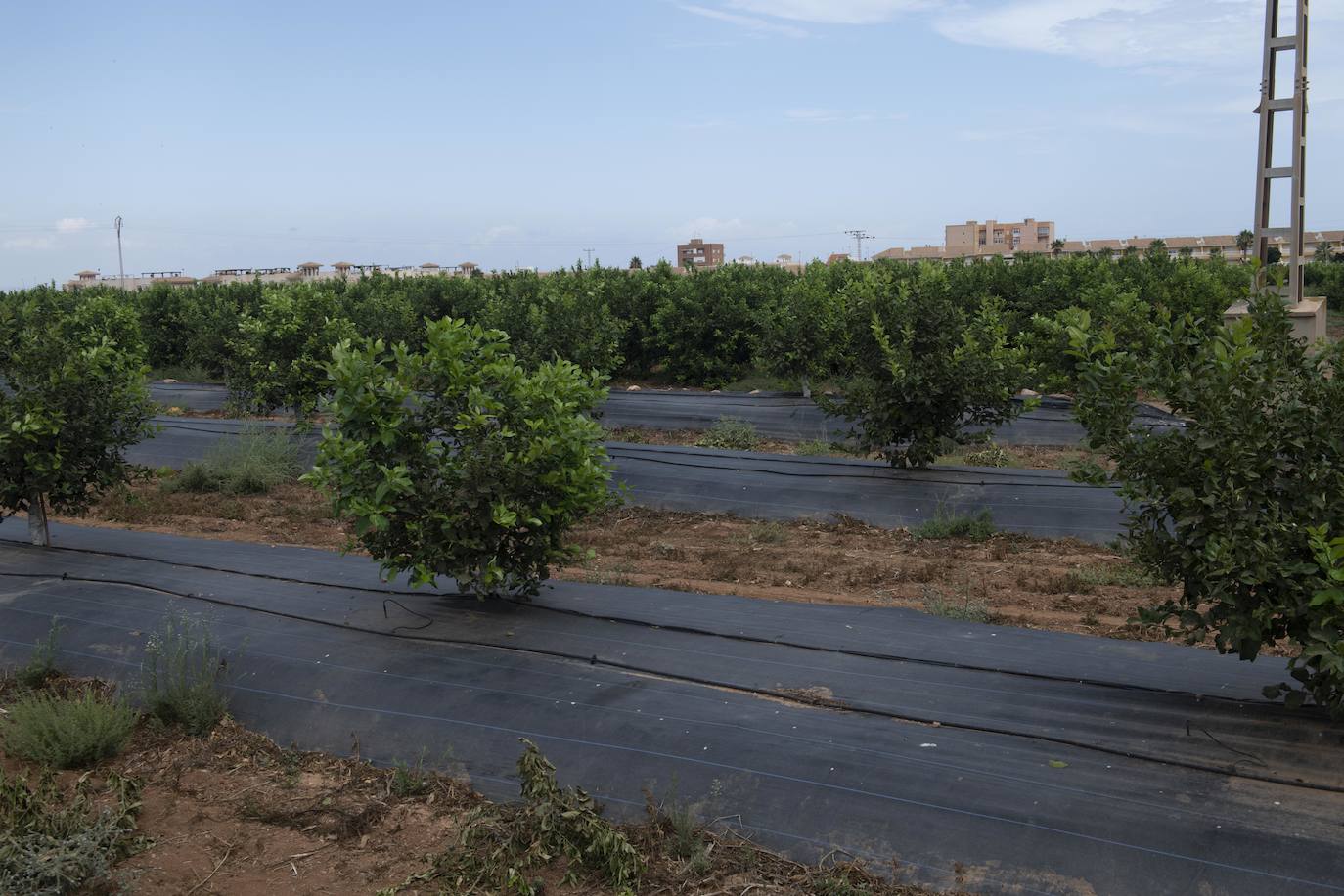 Fotos: Cultivos bajo control en la zona del Mar Menor