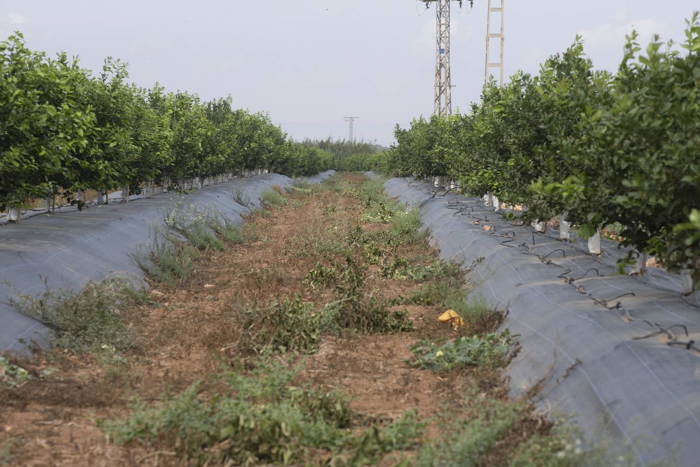 Fotos: Cultivos bajo control en la zona del Mar Menor